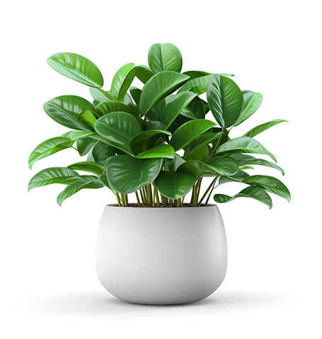 Outros produtinhos que amamos succulents